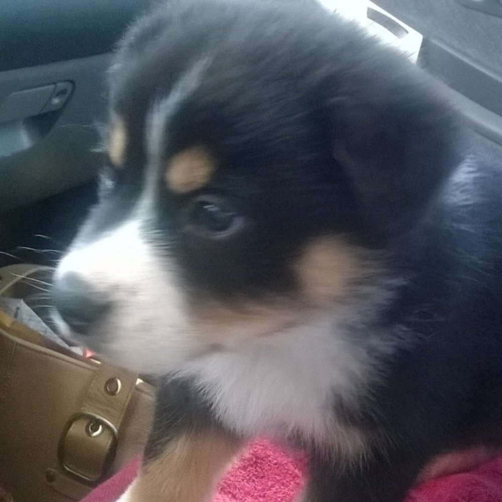 Meet your Posher, Wendy